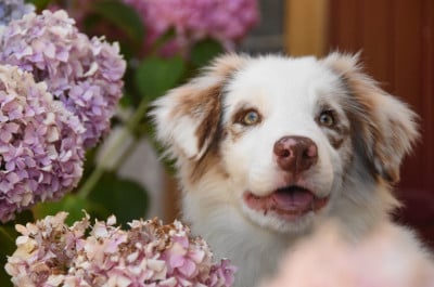 Les chiots de Border Collie