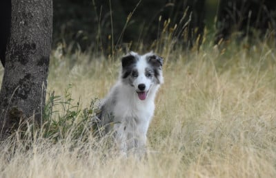 Les chiots de Border Collie