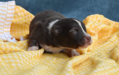 Les chiots de Chien finnois de Laponie