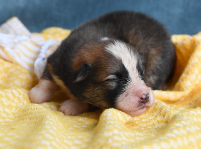 Les chiots de Chien finnois de Laponie