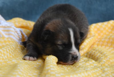 Les chiots de Chien finnois de Laponie