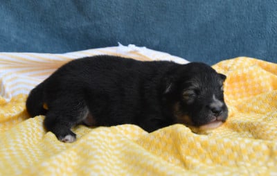 Les chiots de Chien finnois de Laponie