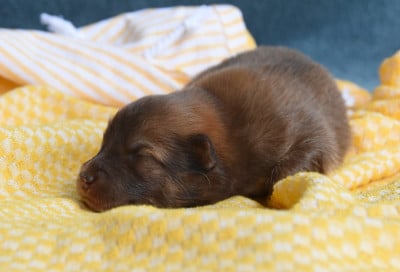 Les chiots de Chien finnois de Laponie