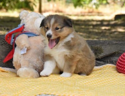 Les chiots de Shetland Sheepdog