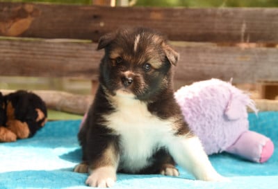 Les chiots de Chien finnois de Laponie