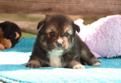 Les chiots de Chien finnois de Laponie