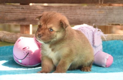 Les chiots de Chien finnois de Laponie