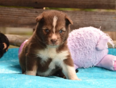 Les chiots de Chien finnois de Laponie