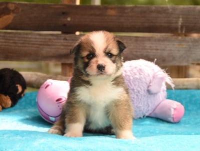 Les chiots de Chien finnois de Laponie