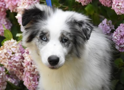 Les chiots de Border Collie