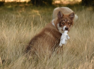 Breya - Chien finnois de Laponie
