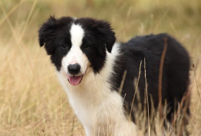 Les chiots de Border Collie