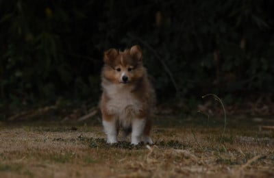 Les chiots de Shetland Sheepdog