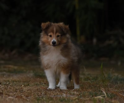 Les chiots de Shetland Sheepdog