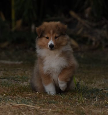 Les chiots de Shetland Sheepdog