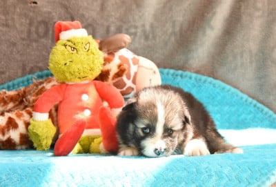 Les chiots de Chien finnois de Laponie