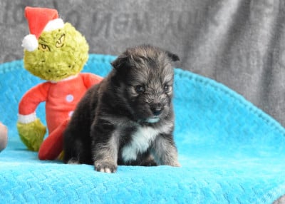 Les chiots de Chien finnois de Laponie
