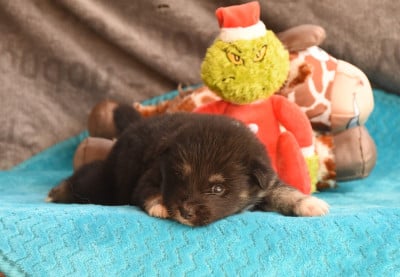 Les chiots de Chien finnois de Laponie