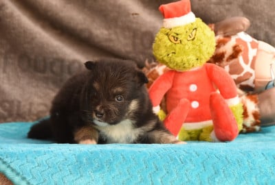Les chiots de Chien finnois de Laponie