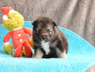 Les chiots de Chien finnois de Laponie