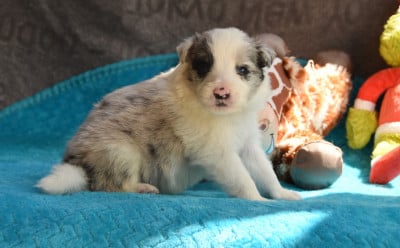 Les chiots de Border Collie
