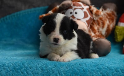 Les chiots de Border Collie