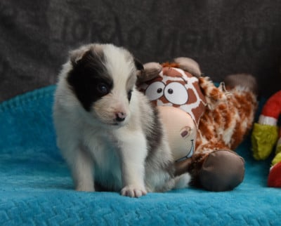 Les chiots de Border Collie