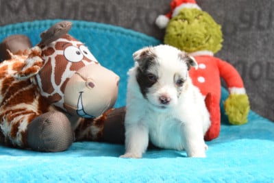 Les chiots de Border Collie
