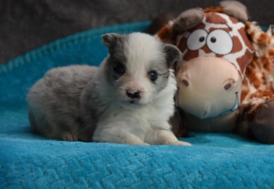 Les chiots de Border Collie