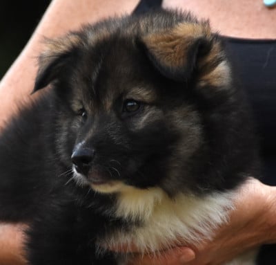 Les chiots de Chien finnois de Laponie