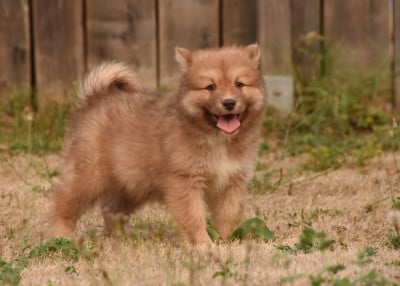 Les chiots de Chien finnois de Laponie