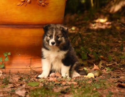 Les chiots de Chien finnois de Laponie