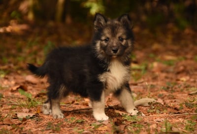 Les chiots de Chien finnois de Laponie
