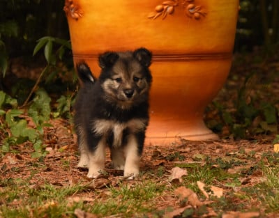 Les chiots de Chien finnois de Laponie