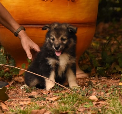 Les chiots de Chien finnois de Laponie