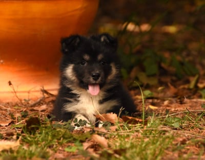 Les chiots de Chien finnois de Laponie