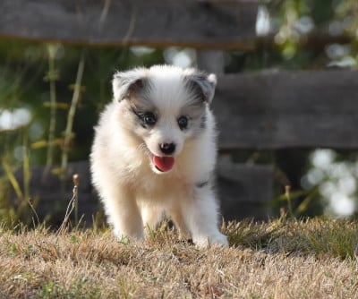 Les chiots de Border Collie