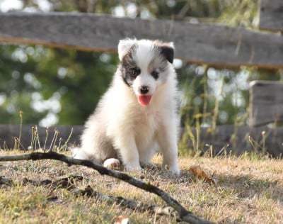 Les chiots de Border Collie