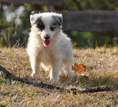 Les chiots de Border Collie