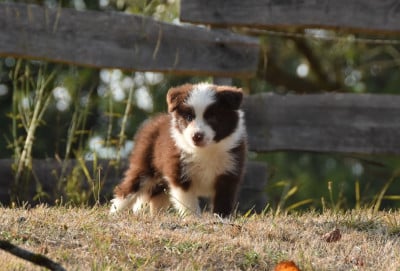 Les chiots de Border Collie