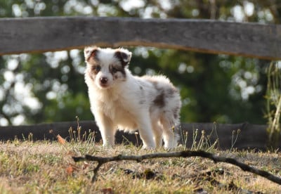 Les chiots de Border Collie