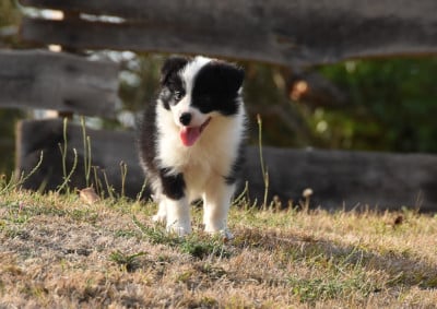 Les chiots de Border Collie