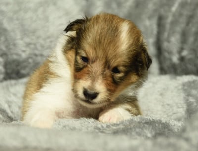 Les chiots de Shetland Sheepdog