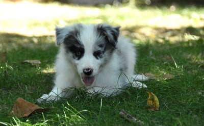 Les chiots de Border Collie