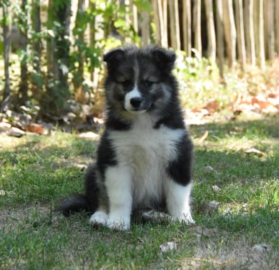 Chiot N°6 - Chien finnois de Laponie