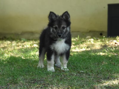 Chiot N°4 - Chien finnois de Laponie