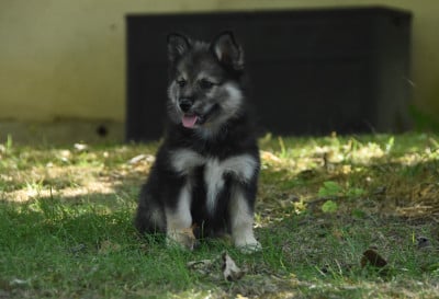 Chiot N°2 - Chien finnois de Laponie