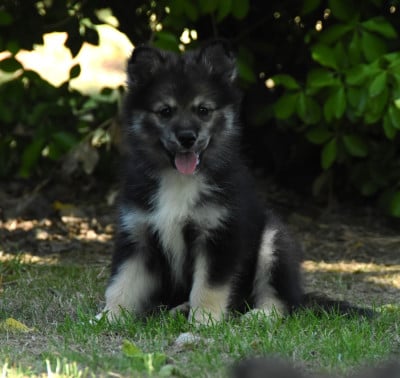 Chiot N°7 - Chien finnois de Laponie