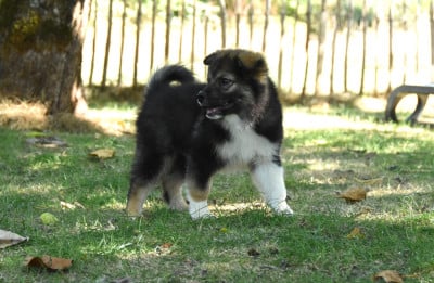 Les chiots de Chien finnois de Laponie