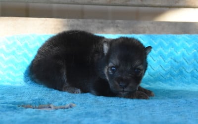 Chiot N°2 - Chien finnois de Laponie